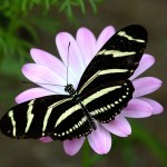 butterfly landing on flower