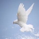 dove